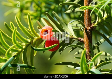 Rote Beeren der Eibe Stockfoto