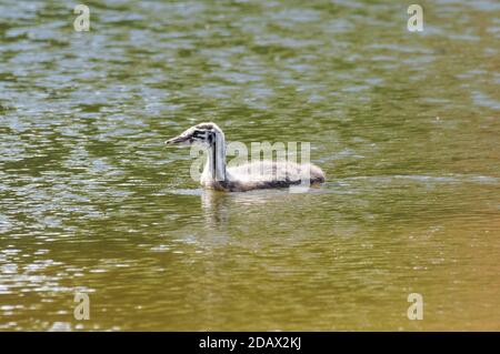 Jungtier-Haubentaucher in einem See Stockfoto