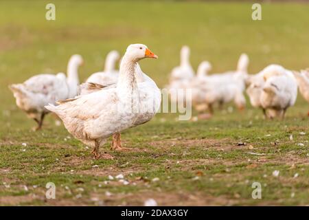 Vielen weißen Mast Gänse auf der Wiese Stockfoto