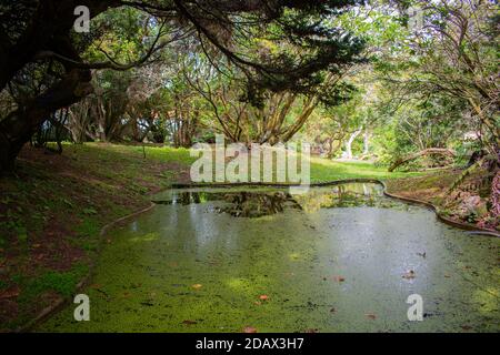 See in Terceira Boutanique Garten Stockfoto