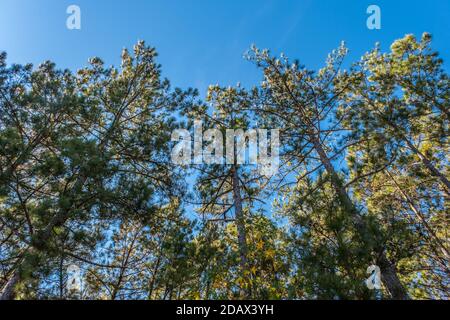 Blick auf eine Gruppe von hohen Kiefern in Der blaue Himmel mit Ästen voller Pinienzapfen bereit An einem sonnigen Tag im Herbst fallen Stockfoto