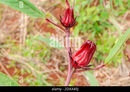 Sorrel Pflanze Mit Roten Früchten Stockfoto