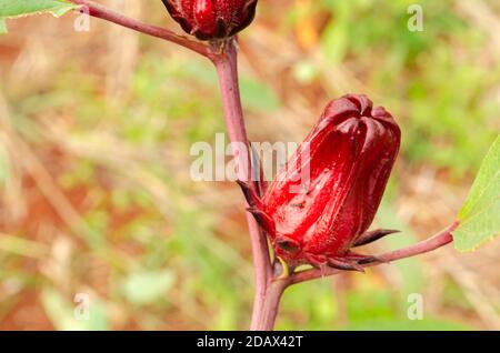 Hibiscus Sabdariffa Sorrel Frucht Stockfoto