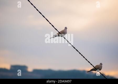 Vögel im Sonnenuntergang « Stockfoto