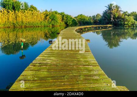 Blick auf einen erhöhten Pfad über einem Teich, im en Afek Naturschutzgebiet, Nord-Israel Stockfoto