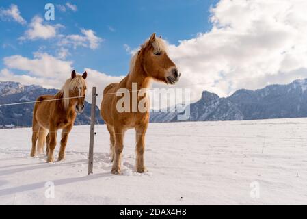 Haflinger Pferde auf dem Winter Wiese und Gipfeln im Hintergrund. Stockfoto