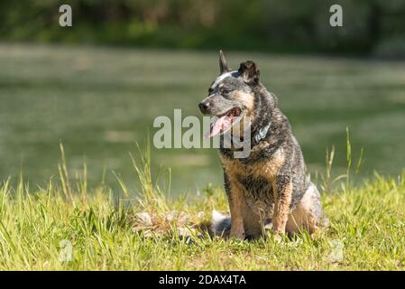 Freundlich, Gehorsam alten Australian Cattle Dog posiert vor Wasser. Stockfoto