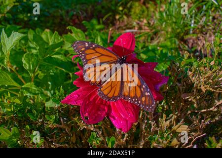 Orange Schmetterling in rosa Blume Stockfoto