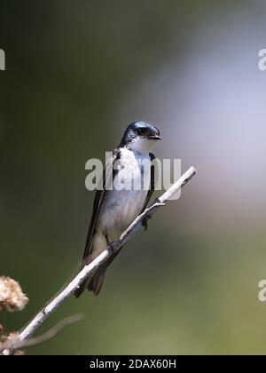 Baumschwalbe, Tachycineta bicolor, auf einem Ast thront Stockfoto