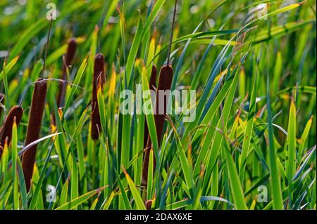 Nahaufnahme von Typha angustifolia oder Schmalblättriger Rohrschwanz Stockfoto