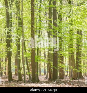 Frischer grüner Wald am Frühlingsmorgen im april Stockfoto