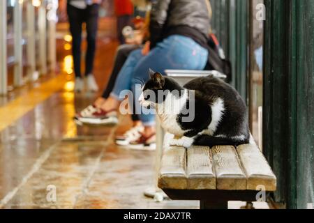 Straßenkatze an der Bushaltestelle im Abendberg. Heimatlose Haustiere und Outdoor-Leben. Stockfoto