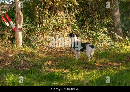 Trauriger Hund allein in einem Wald gelassen, mit einem Seil an einen Baum gebunden. Begeht Tierquälerei Stockfoto