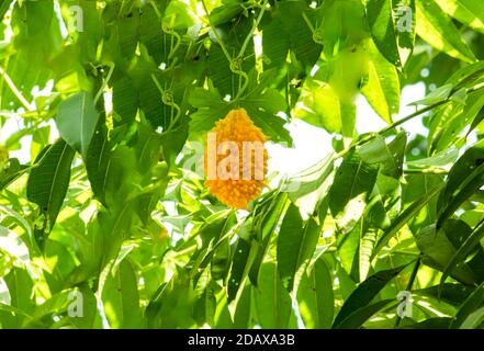 Aligator oder Balsambirne oder Momordica charantia Gemüse Stockfoto