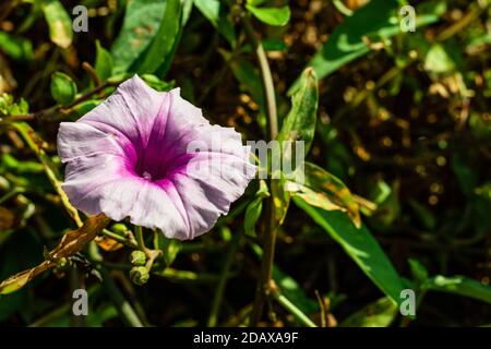 Schöne Ipomoea Carnea Blume oder rosa Morgen Glory Blume Stockfoto