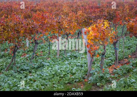 Rote, orange und gelbe Blätter auf Reihen von Weinreben im Herbst / Herbst in der Nähe Langenlois, eine Weinstadt beliebt bei Touristen, Niederösterreich Stockfoto