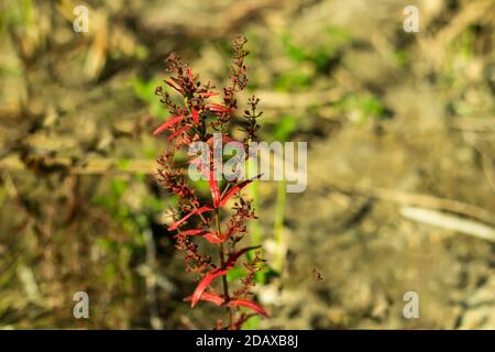 Kleine rote Farben Kirschgrasfrucht in das Paddy Anlage Stockfoto