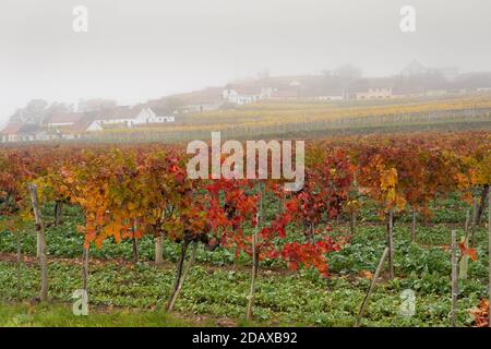 Rote & orange Blätter auf Reihen von Weinreben im Herbst / Herbst in Mittelberg bei Langenlois, ein Weinanbaugebiet beliebt bei Touristen, Österreich Stockfoto