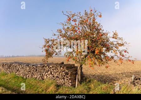 Ein Apfelbaum voller roter Äpfel im Herbst / Herbst mit einem Stapel von geschnittenem Brennholz unten im Waldviertel von Niederösterreich, Österreich Stockfoto