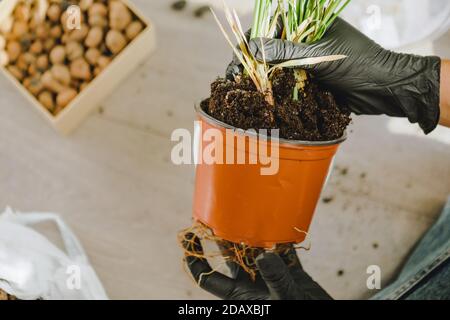 Frau verpflanzt Blumen in größeren Töpfen zu Hause Stockfoto