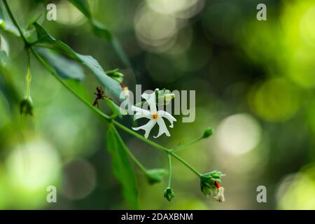 Nyctanthes Arbor-Tristis, der nachtblühende Jasmin oder Shiuli Stockfoto