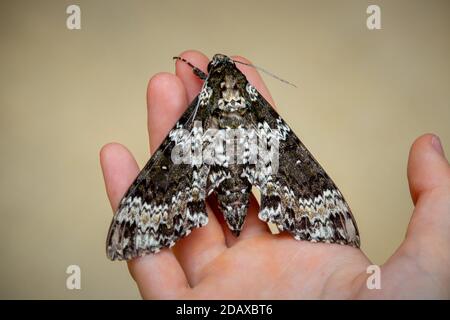 Meine Freundin bat mich, ein Foto von ihrer Tiermotte zu machen. Sie hielt es in der Hand und ich machte das Foto. Es ist so schön! Stockfoto