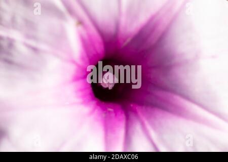 Einzelne rosa Morning Glory oder Ipomoea Carnea Blume Nahaufnahme Stockfoto