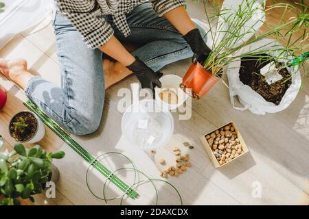 Frau verpflanzt Blumen in größeren Töpfen zu Hause Stockfoto