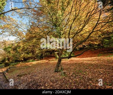 Herbstbaum auf dem St. Mary Kirchhof, Harrow on the Hill, England Stockfoto