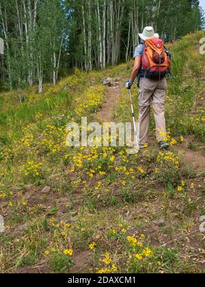 Frau wandert auf dem Kannah Creek Trail, Grand Mesa, Colorado. Stockfoto