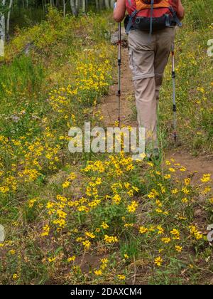 Frau wandert auf dem Kannah Creek Trail, Grand Mesa, Colorado. Stockfoto