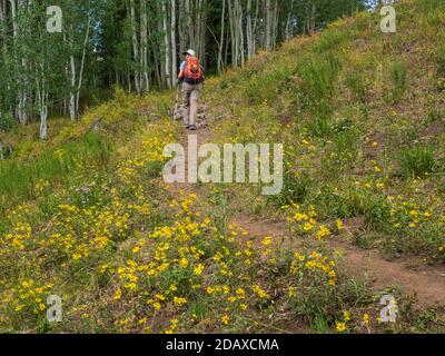 Frau wandert auf dem Kannah Creek Trail, Grand Mesa, Colorado. Stockfoto