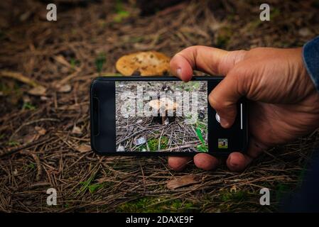 Mann, der den Pilz im Wald fotografiert. Aufnehmen von Bildern mit dem Mobiltelefon. Mobile Fotografie Stockfoto