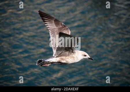 Eine Juvenille-Heringmöwe, die über die Bucht von Torquay fliegt Stockfoto