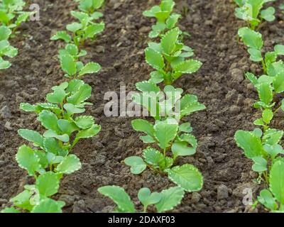 Viele kleine Rettichpflanzen mit symmetrisch platzierten Wassertropfen auf den grünen Blättern, im April im Boden wachsend, Frühjahrsgärtnerei, Nahaufnahme Stockfoto