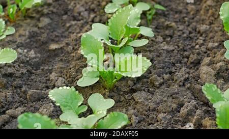 Rettich-Pflanzen mit symmetrisch platzierten Wassertropfen auf den grünen Blättern, wächst im April im Boden, Frühjahrsgärtnerei, Nahaufnahme Stockfoto