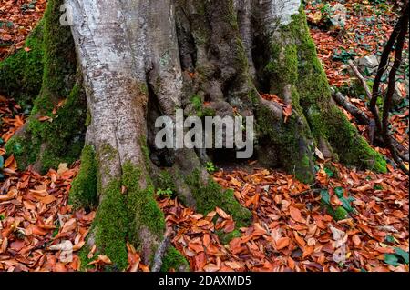 Nahaufnahme von Moos, das an Buchenwurzeln wächst. Stockfoto