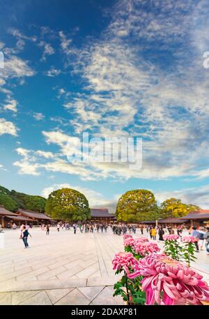 asakusa, japan - november 03 2019: Nahaufnahme Weitwinkelansicht auf rosa Chrysanthemen Blumen im Innenhof des Meiji Jingū Schrein während der Herbst-Gras Stockfoto