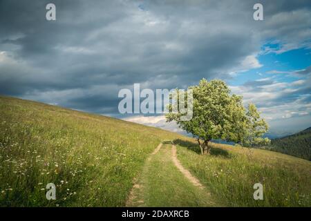 Einsamer Baum und Feldweg in den karpaten unter Der stürmische Himmel irgendwo in der Ukraine Stockfoto