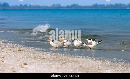 Schar von königlichen Seeschwalben (Thalasseus maximus) am Strand, Sanibel Island, Florida, USA Stockfoto