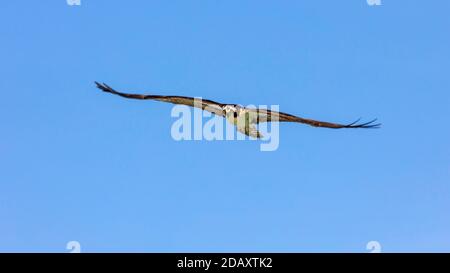 Ospray (Pandion haliaetus) fliegt mit weit geöffneten Flügeln und beobachtet Sie gegen den blauen Himmel, Florida, USA Stockfoto