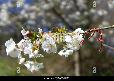 Rotes Seil auf Zweig des Frühlings Schnee blühende Apfelbaum Stockfoto