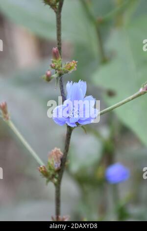 Blume in einer Zichorien Knospe auf dünnen Zweigen. Unscharfer Hintergrund Stockfoto