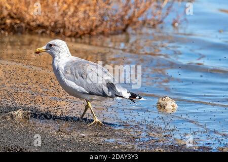 Kalifornien Gull (Larus Californicus) Fütterung auf Mono Lake Alkali fliegen (Ephydra Hians), Mono Lake, Kalifornien Stockfoto