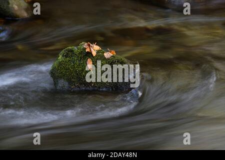 Boulder und Blätter im Wasser bei Smokemont Stockfoto