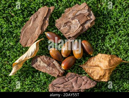 Herbstfrüchte: Eicheln auf grünem Hintergrund Stockfoto