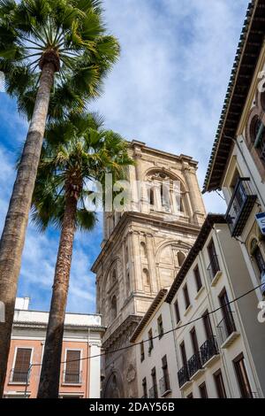 Der Domturm von Granada liegt neben zwei hohen Palmen, die aus einem niedrigen Winkel gesehen werden Stockfoto