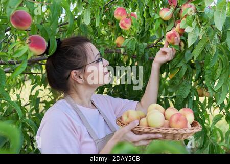 Frau mit Korb von frischen Pfirsichen im Obstgarten, Ernte von Pfirsichen auf dem Bauernhof Stockfoto
