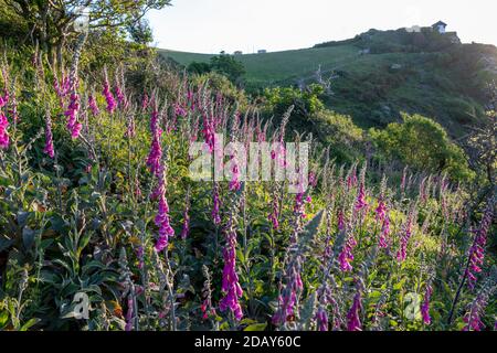 Foxgloves, Digitalis purpurea wächst auf dem Küstenweg bei East Prawle, Devon Stockfoto
