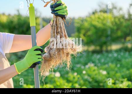 Nahaufnahme Bündel von frischen gegrabenen Knoblauchpflanze in der Hand, Ernte Knoblauch Stockfoto